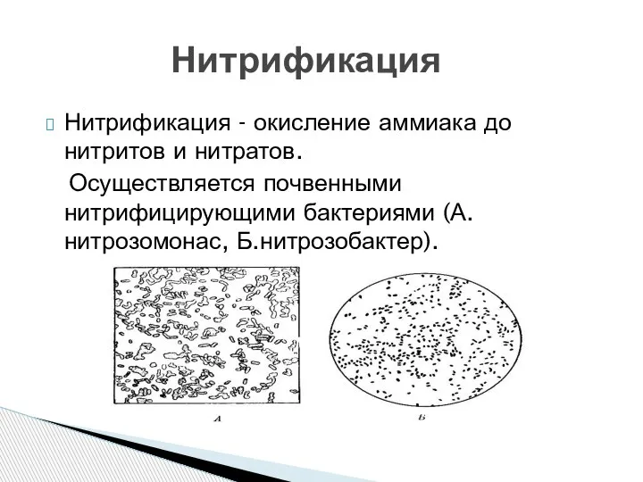 Нитрификация - окисление аммиака до нитритов и нитратов. Осуществляется почвенными нитрифицирующими бактериями (А.нитрозомонас, Б.нитрозобактер). Нитрификация