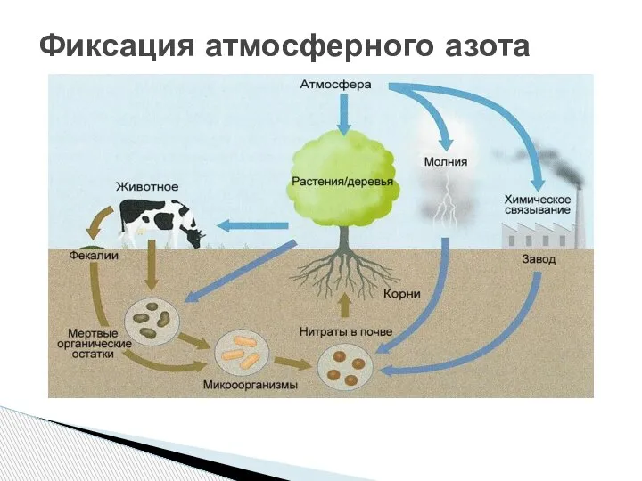 Фиксация атмосферного азота