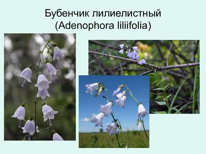 Бубенчик лилиелистный (Adenophora liliifolia)