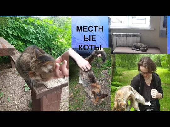 МЕСТНЫЕ КОТЫ