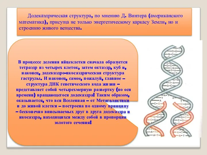 Додекаэдрическая структура, по мнению Д. Винтера (американского математика), присуща не только энергетическому