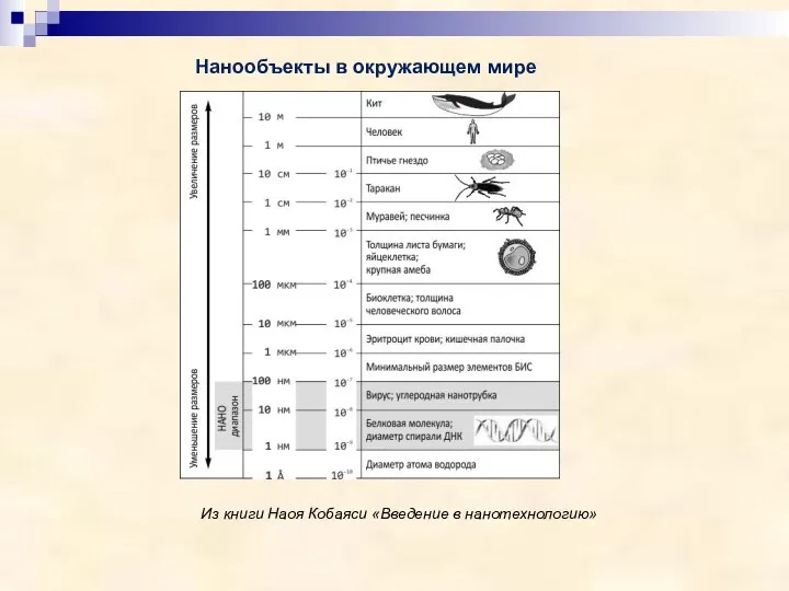 Нанообъекты в окружающем мире Из книги Наоя Кобаяси «Введение в нанотехнологию»