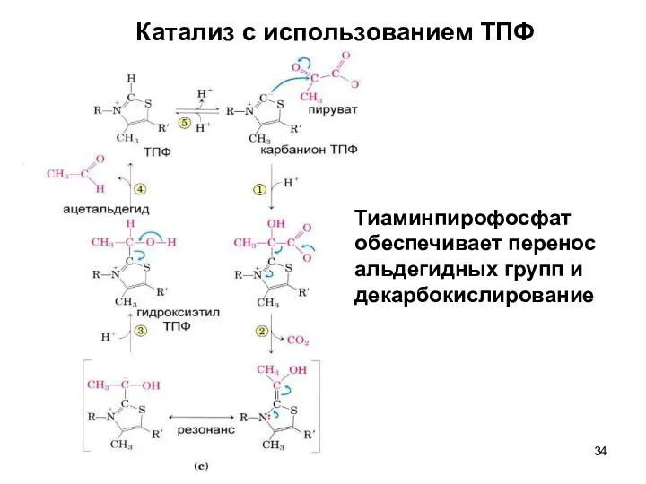 Катализ с использованием ТПФ Тиаминпирофосфат обеспечивает перенос альдегидных групп и декарбокислирование