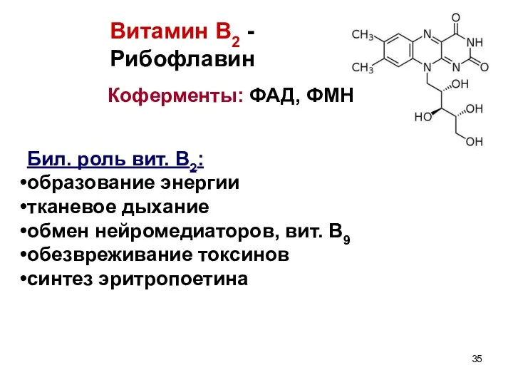 Витамин В2 - Рибофлавин Коферменты: ФАД, ФМН Бил. роль вит. В2: образование