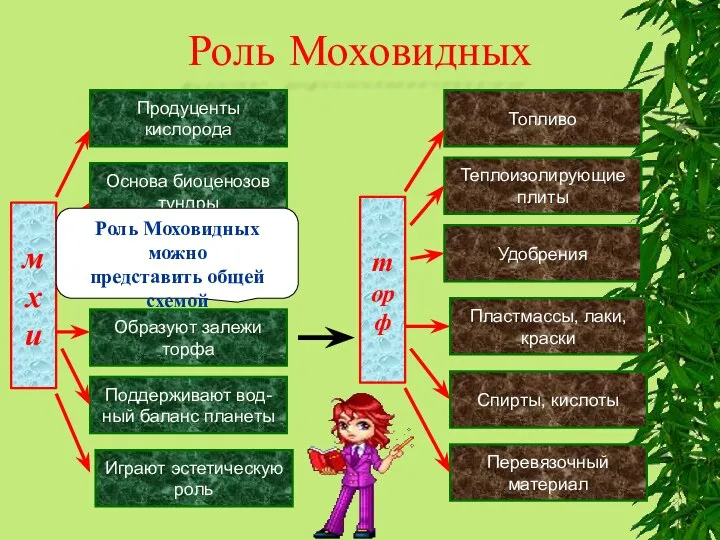 Роль Моховидных мхи Продуценты кислорода Основа биоценозов тундры Пионеры растительности Поддерживают вод-ный