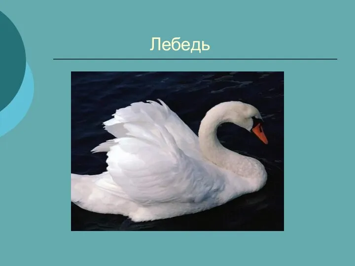 Лебедь