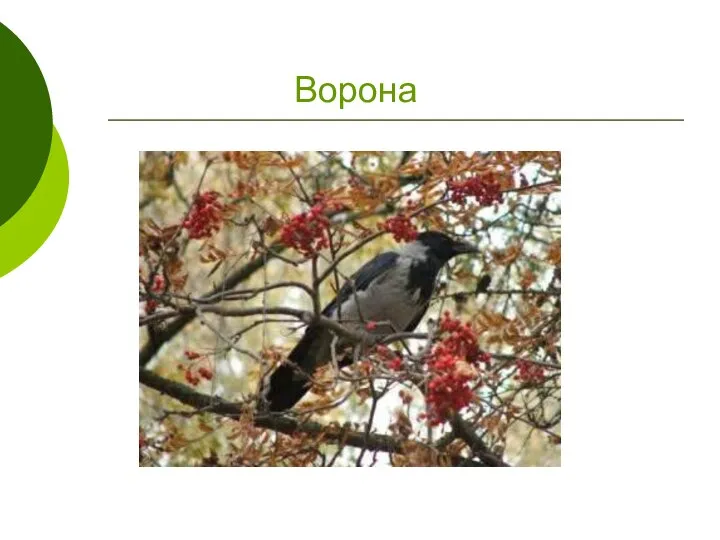 Ворона