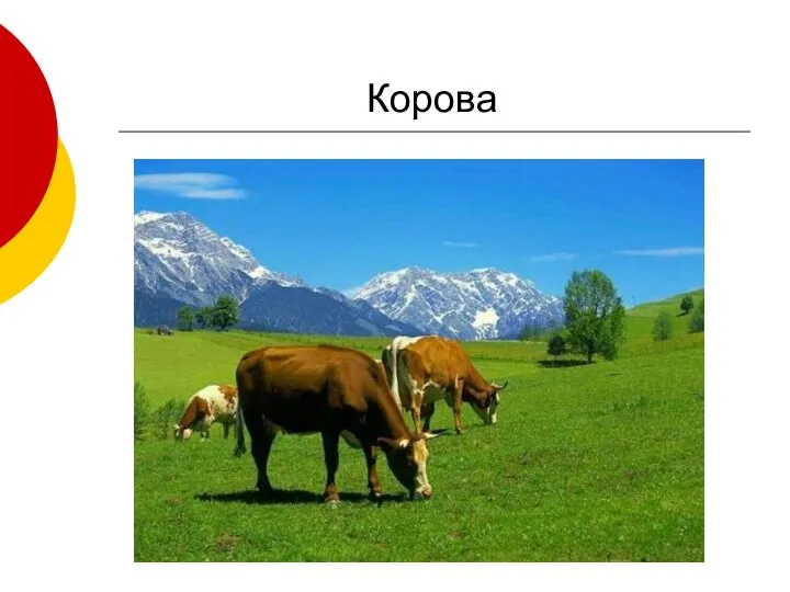 Корова