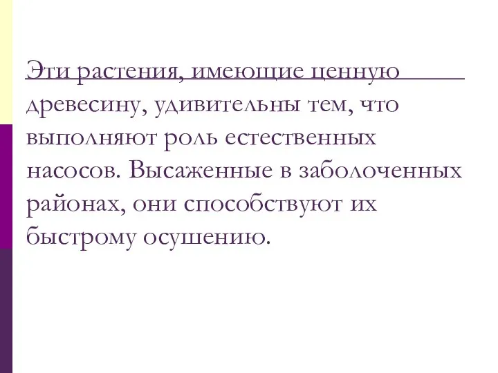 Эти растения, имеющие ценную древесину, удивительны тем, что выполняют роль естественных насосов.