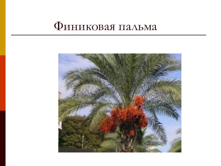 Финиковая пальма