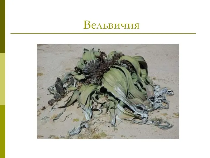 Вельвичия