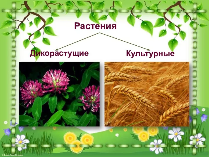 Растения Дикорастущие Культурные