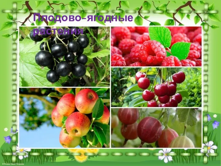 Плодово-ягодные растения