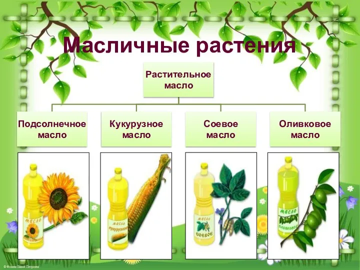 Масличные растения