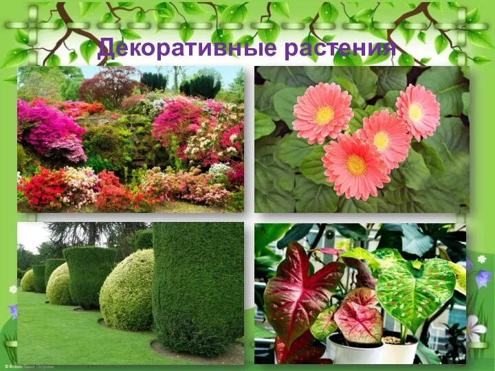 Декоративные растения