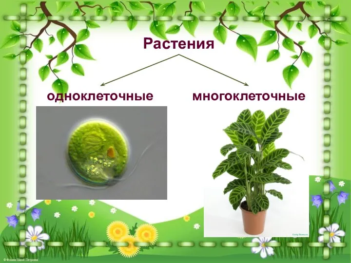 Растения одноклеточные многоклеточные