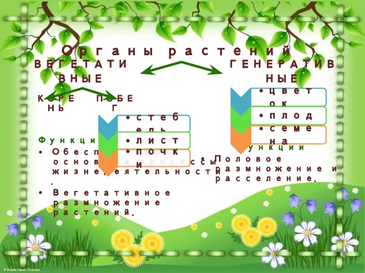 Органы растений ВЕГЕТАТИВНЫЕ ГЕНЕРАТИВНЫЕ КОРЕНЬ ПОБЕГ Функции Обеспечивают основные процессы жизнедеятельности. Вегетативное