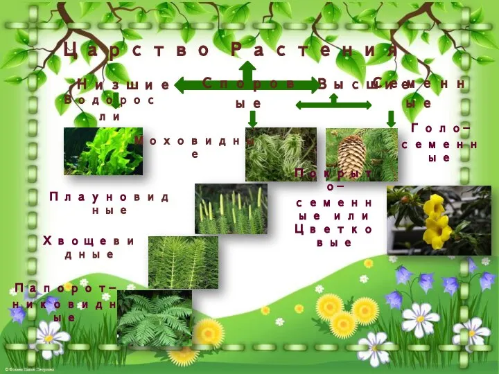Царство Растения Водоросли Высшие Низшие Споровые Семенные Моховидные Плауновидные Хвощевидные Папорот- никовидные