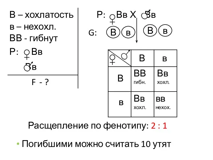 В – хохлатость в – нехохл. ВВ - гибнут Р: Вв Вв