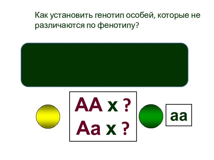 Как установить генотип особей, которые не различаются по фенотипу? Анализирующее скрещивание АА