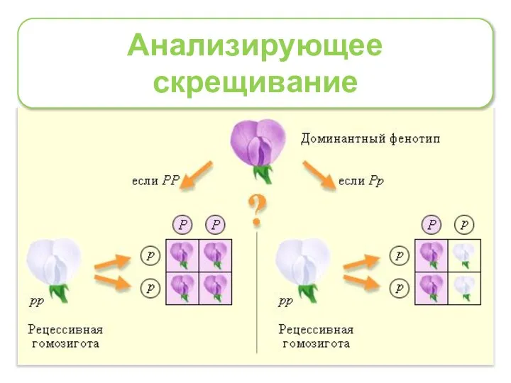 Анализирующее скрещивание