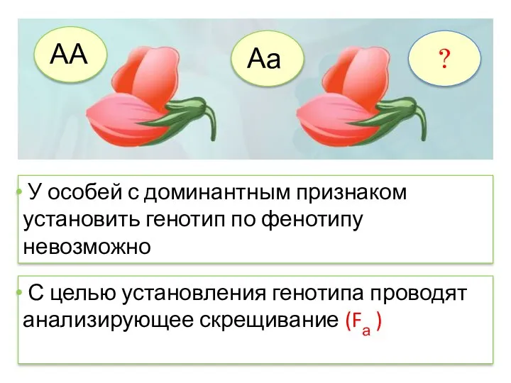 У особей с доминантным признаком установить генотип по фенотипу невозможно С целью