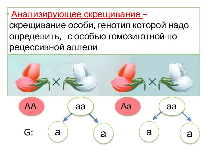 Анализирующее скрещивание – скрещивание особи, генотип которой надо определить, с особью гомозиготной