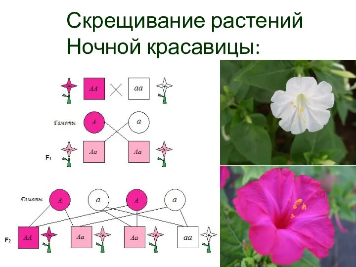 Скрещивание растений Ночной красавицы: