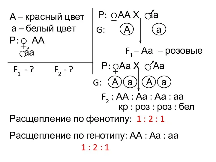 А – красный цвет а – белый цвет Р: АА аа F1