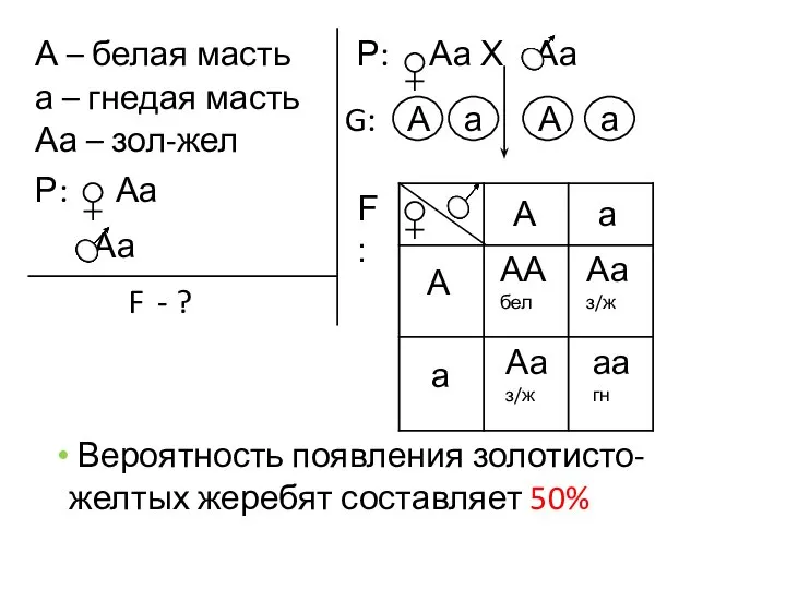 А – белая масть а – гнедая масть Аа – зол-жел Р: