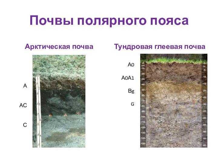 Почвы полярного пояса Арктическая почва Тундровая глеевая почва А АС С А0 А0А1 Вg G