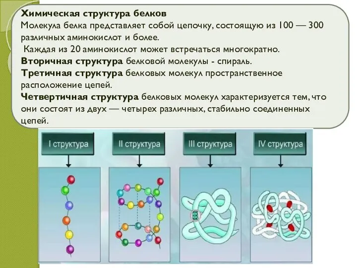 Химическая структура белков Молекула белка представляет собой цепочку, состоящую из 100 —