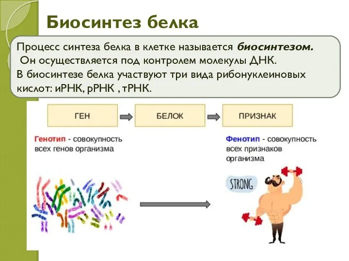 Биосинтез белка Процесс синтеза белка в клетке называется биосинтезом. Он осуществляется под