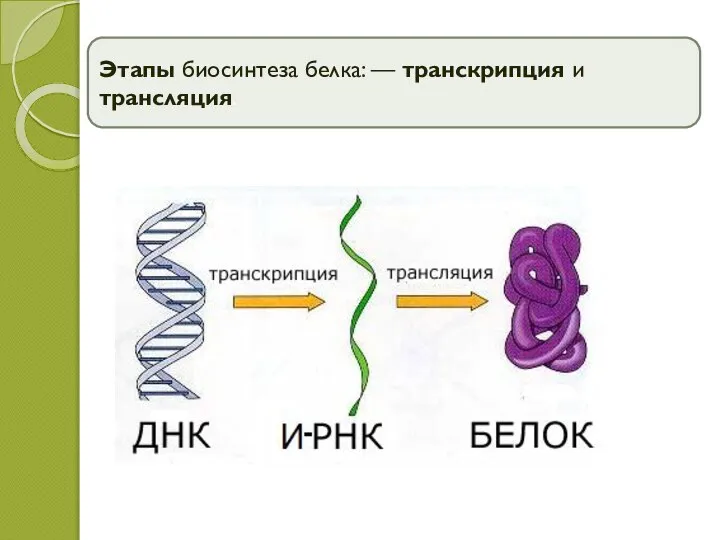 Этапы биосинтеза белка: — транскрипция и трансляция.