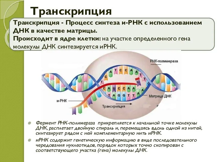 Транскрипция Транскрипция - Процесс синтеза и-РНК с использованием ДНК в качестве матрицы.