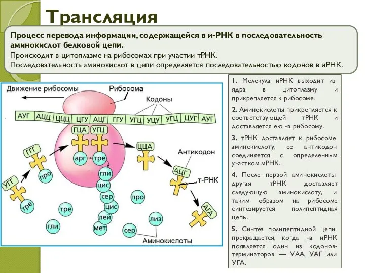 Трансляция Процесс перевода информации, содержащейся в и-РНК в последовательность аминокислот белковой цепи.