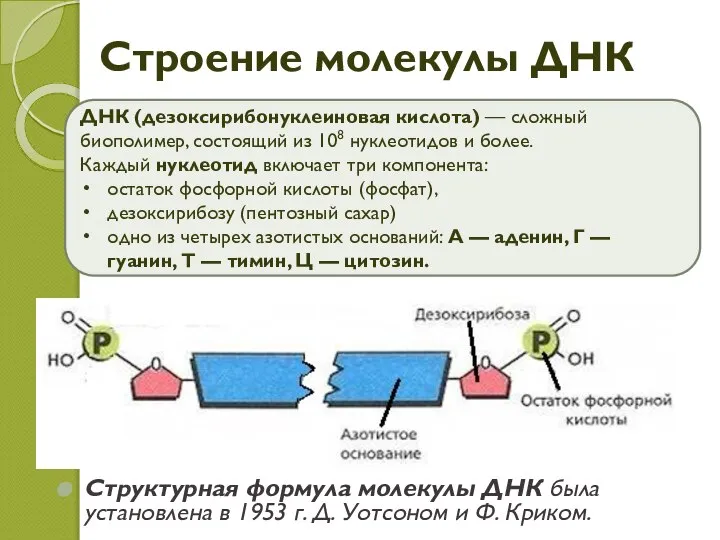 Строение молекулы ДНК ДНК (дезоксирибонуклеиновая кислота) — сложный биополимер, состоящий из 108