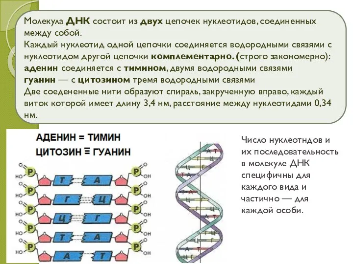 Молекула ДНК состоит из двух цепочек нуклеотидов, соединенных между собой. Каждый нуклеотид