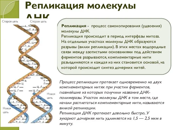 Репликация молекулы ДНК Репликация - процесс самокопирования (удвоения) молекулы ДНК. Репликация происходит