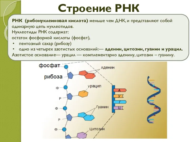 Строение РНК РНК (рибонуклеиновая кислота) меньше чем ДНК, и представляют собой одинарную