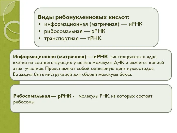 Виды рибонуклеиновых кислот: информационная (матричная) — иРНК рибосомальная — рРНК транспортная —