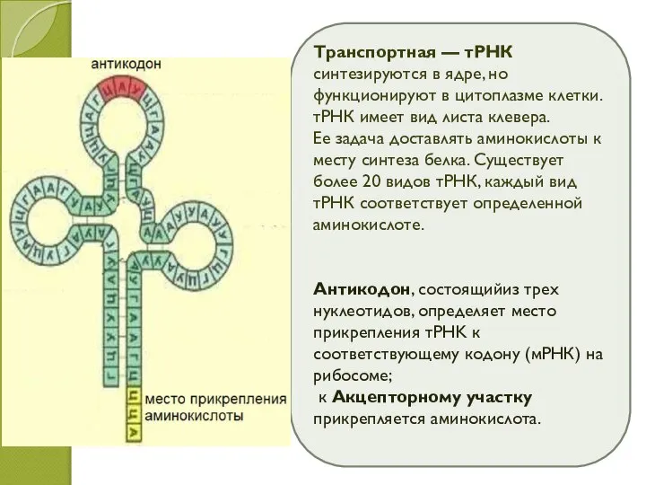 Транспортная — тРНК синтезируются в ядре, но функционируют в цитоплазме клетки. тРНК