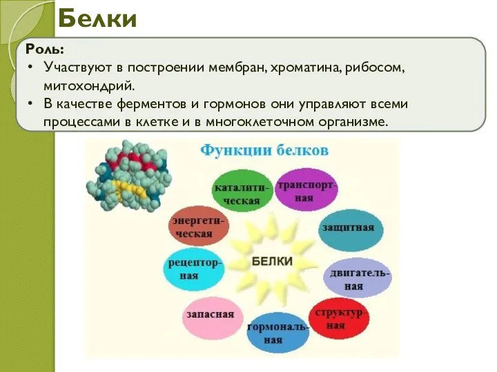 Белки Роль: Участвуют в построении мембран, хроматина, рибосом, митохондрий. В качестве ферментов