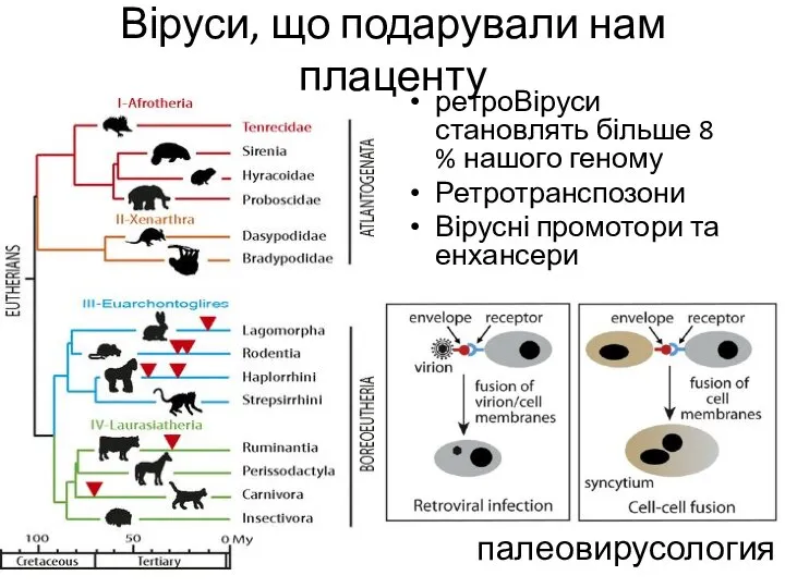 Віруси, що подарували нам плаценту ретроВіруси становлять більше 8 % нашого геному