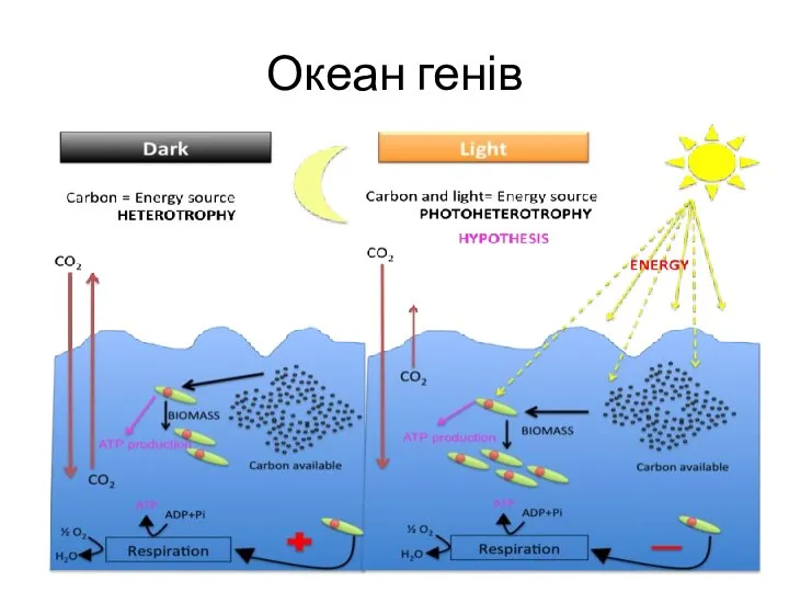 Океан генів