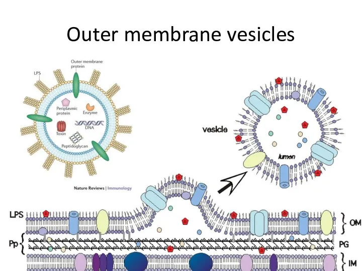 Outer membrane vesicles