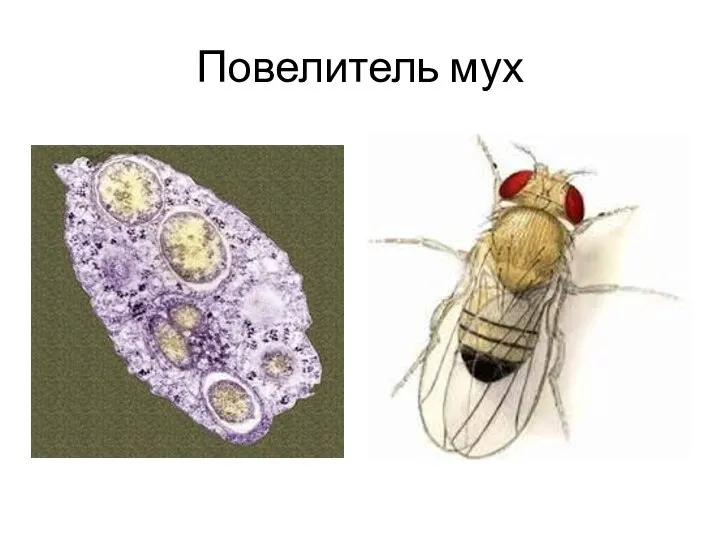 Повелитель мух