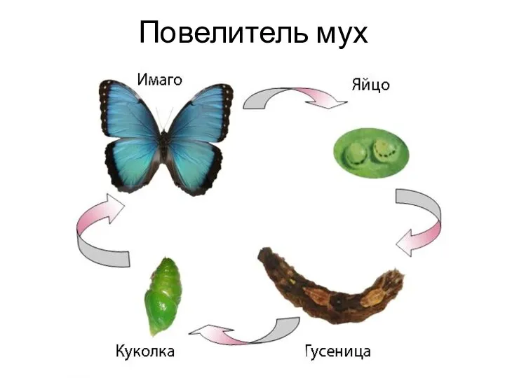 Повелитель мух