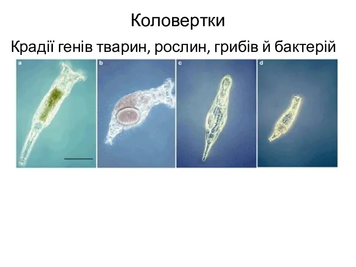 Коловертки Крадії генів тварин, рослин, грибів й бактерій