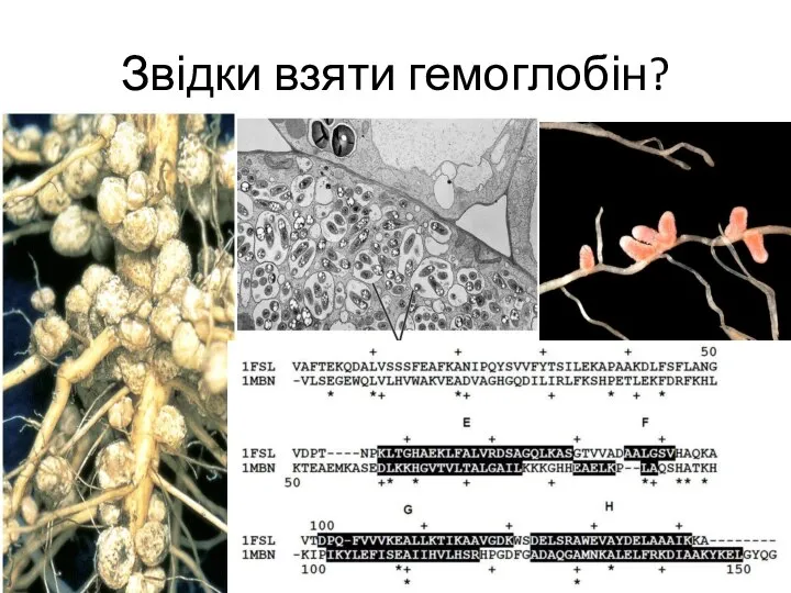 Звідки взяти гемоглобін?